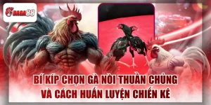 Bí Kíp Chọn Gà Nòi Thuần Chủng Và Cách Huấn Luyện Chiến Kê