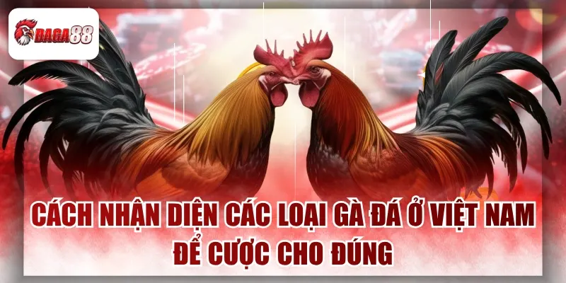 Cách Nhận Diện Các Loại Gà Đá Ở Việt Nam Để Cược Cho Đúng