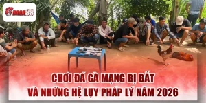 Chơi Đá Gà Mạng Bị Bắt Và Những Hệ Lụy Pháp Lý Năm 2026
