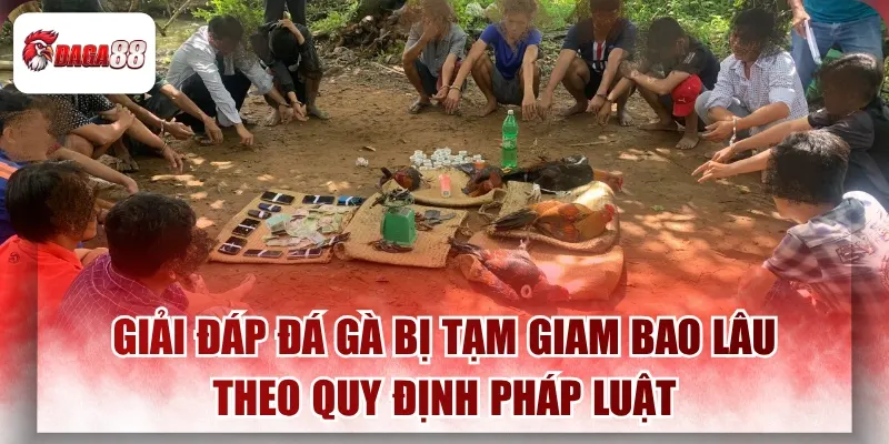 Giải Đáp Đá Gà Bị Tạm Giam Bao Lâu Theo Quy Định Pháp Luật