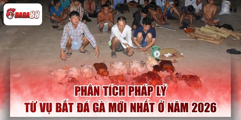 Phân Tích Pháp Lý Từ Vụ Bắt Đá Gà Mới Nhất Ở Năm 2026