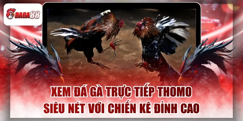 Xem Đá Gà Trực Tiếp Thomo Siêu Nét Với Chiến Kê Đỉnh Cao